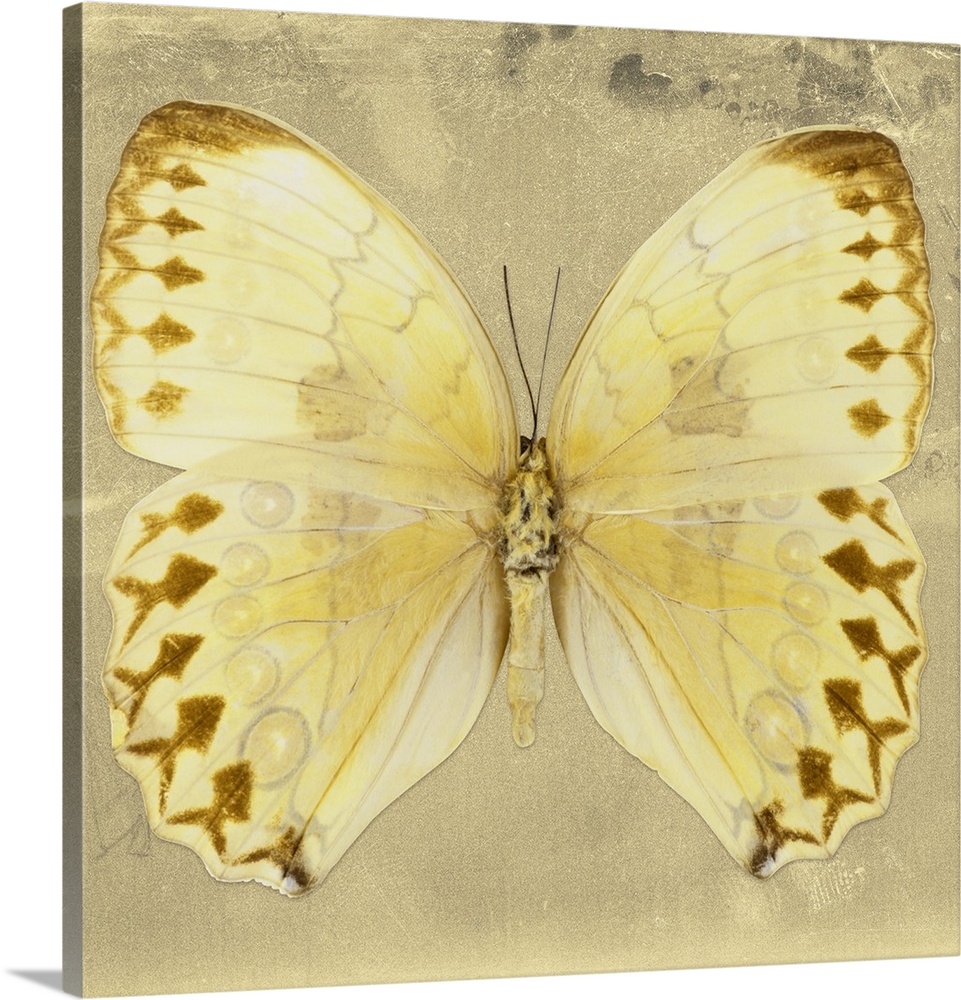 Square photograph of a butterfly on a gold sparkly background.