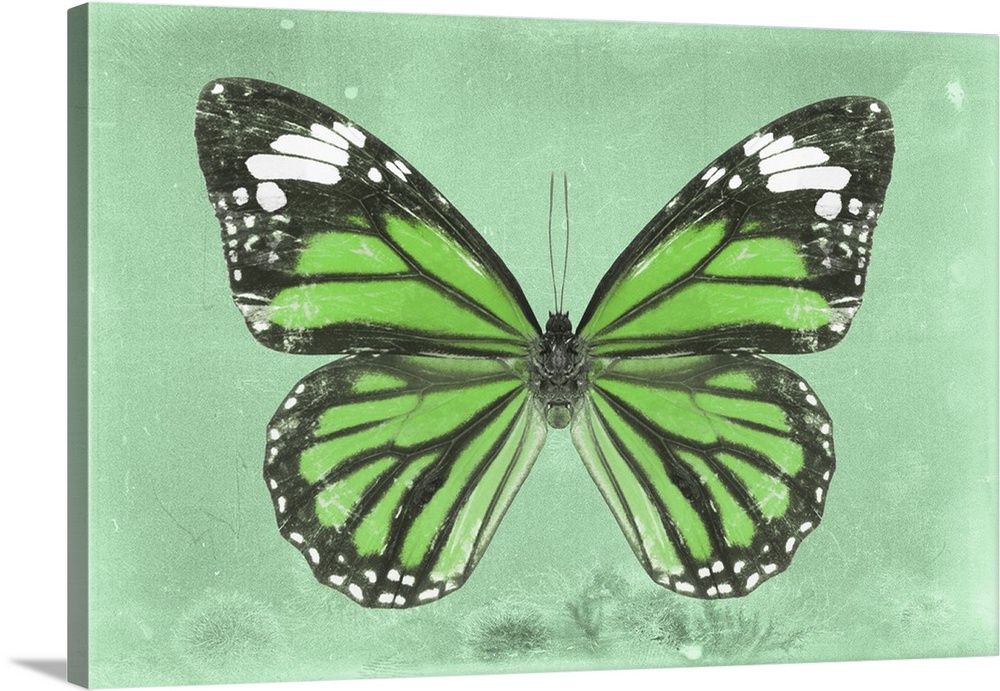 Photograph of a butterfly on a green sparkly background.