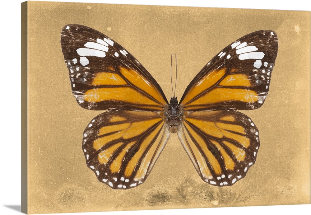Photograph of a butterfly on an orange sparkly background.