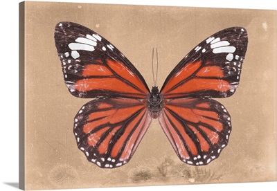Miss Butterfly Genutia - Orange