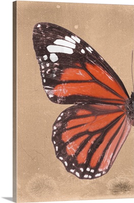 Miss Butterfly Genutia Profil - Orange