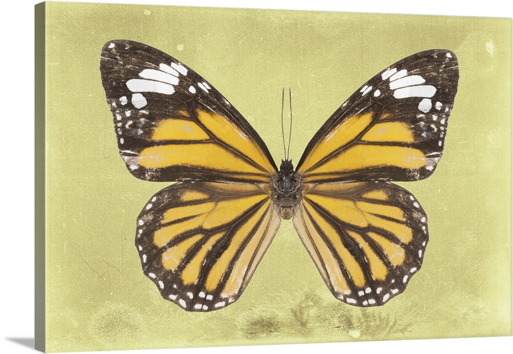 Photograph of a butterfly on a yellow sparkly background.