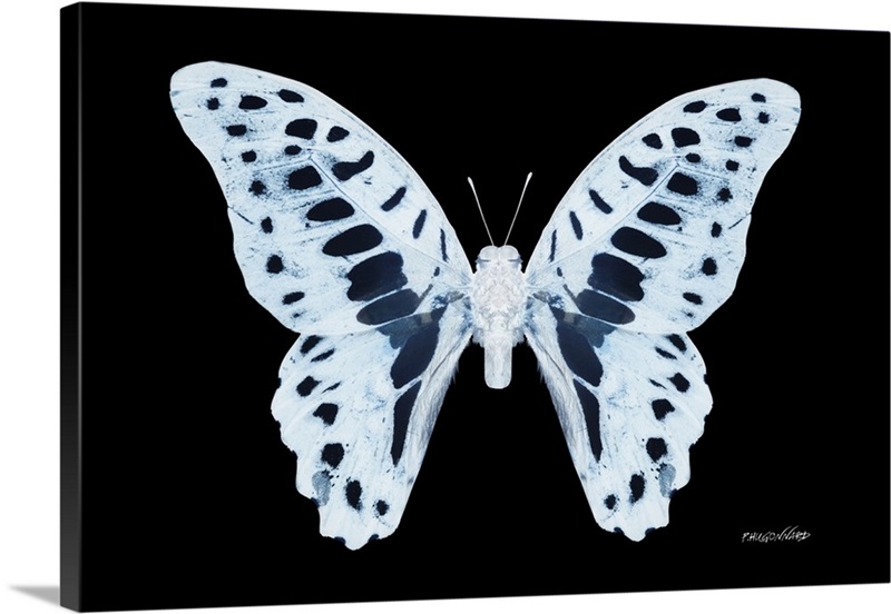 Miss Butterfly Graphium XRay Black Edition Wall Art, Canvas Prints, Framed Prints, Wall Peels