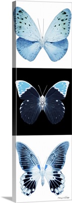 Miss Butterfly X-Ray Pano
