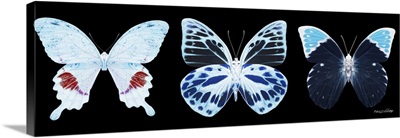 Miss Butterfly X-Ray Panoramic Black Ii