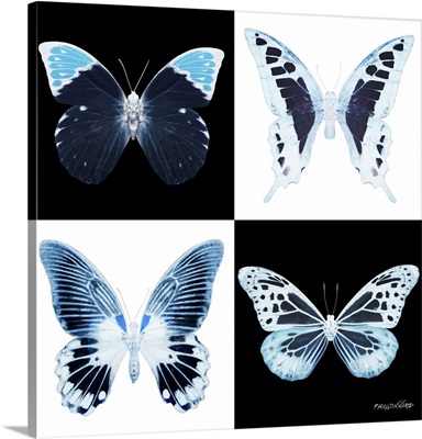 Miss Butterfly X-Ray Square Ii