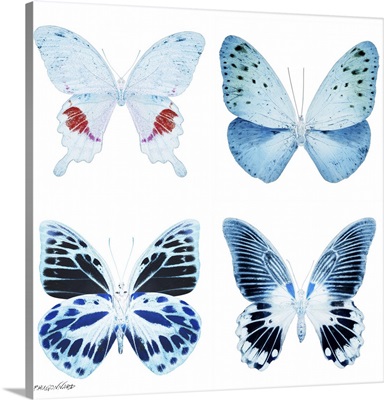 Miss Butterfly X-Ray White Square