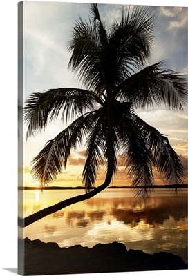 Palm Paradise at Sunset
