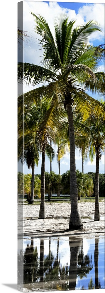 Tropical palm trees on the beach in Miami, Florida.