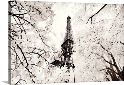 Paris Winter White Collection - Between two trees