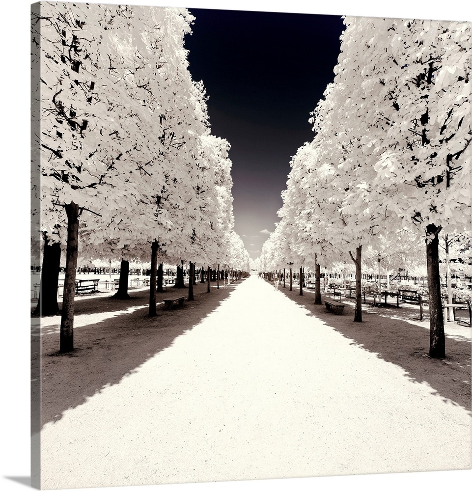 It's a winter landscape with a symmetrical tree alley in the Tuileries garden in Paris. The trees have white leaves froste...