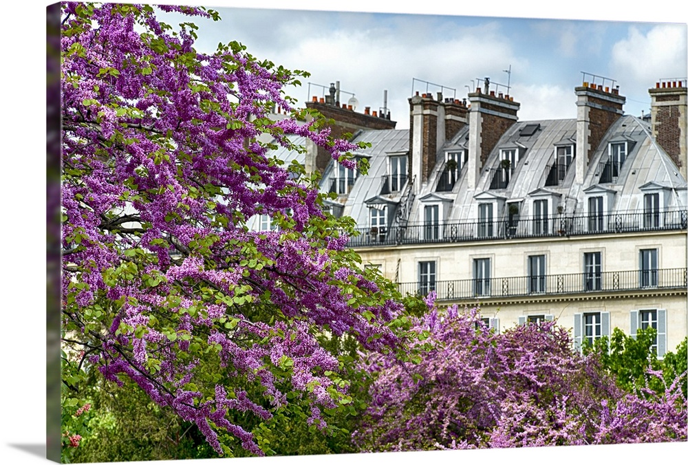 Trees in full bloom frame classic French architecture on a beautiful spring day.