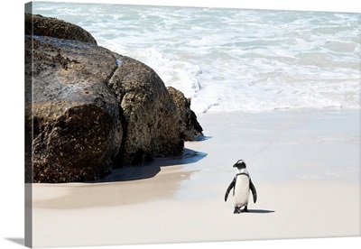 Penguin at Boulders Beach II