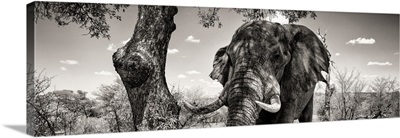 Portrait of African Elephant in Savannah Black and White