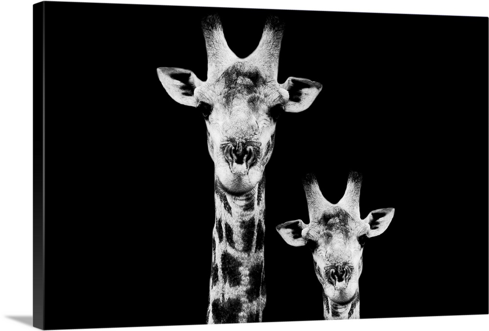 The purest in the world of wild animals, Safari Profile by Philippe Hugonnard pays homage to the omnipresent fauna that so...
