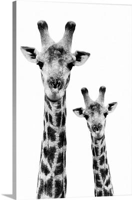 Portrait of Giraffe and Baby White Edition IV
