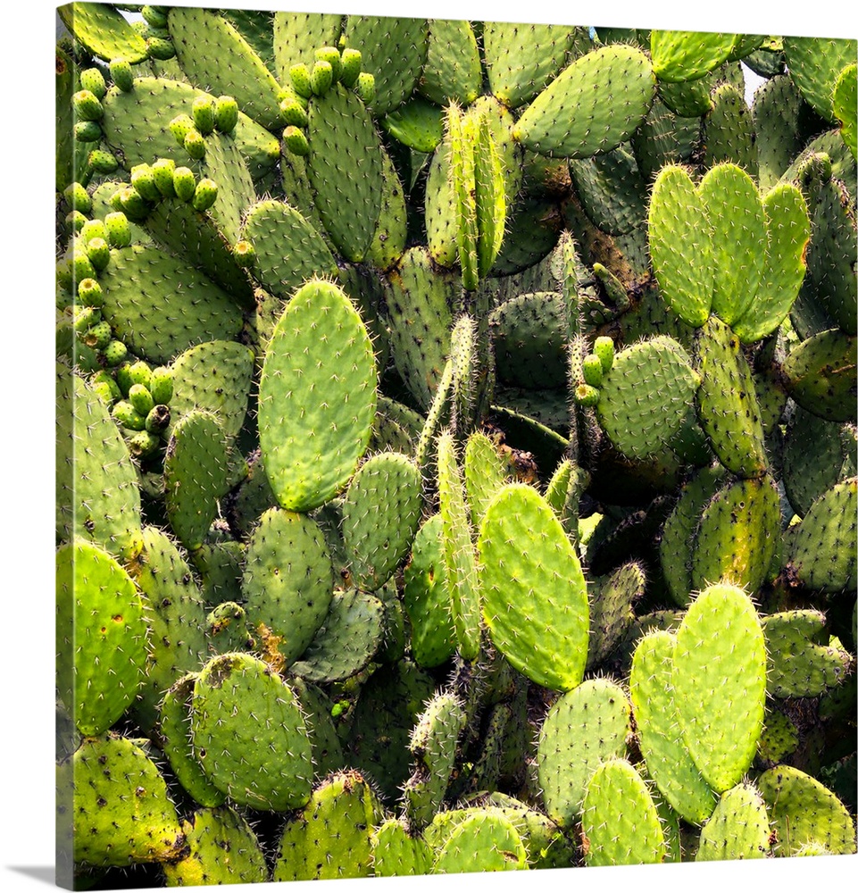 Square close-up photograph of prickly pear cactus. From the Viva Mexico Square Collection.