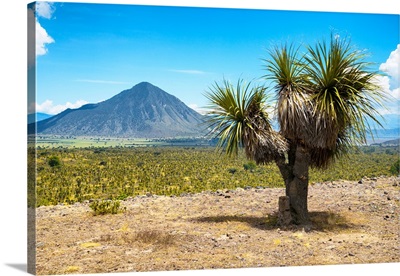 Puebla IV, Desert Landscape