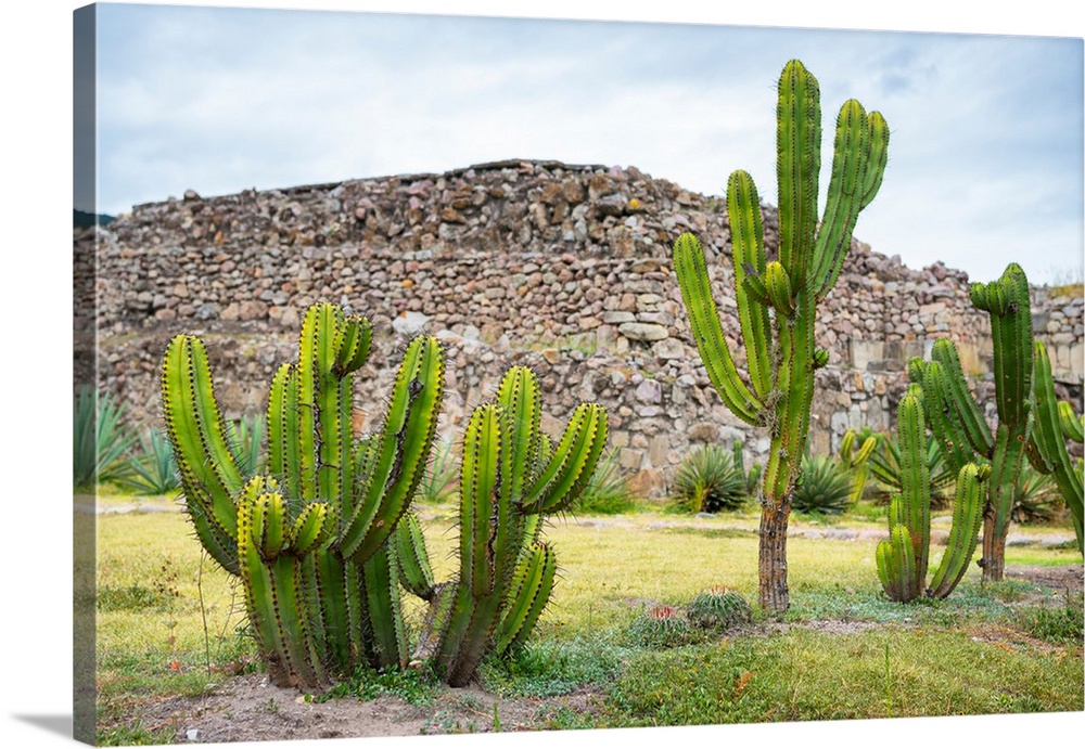 Landscape photograph with saguaro cactus and Mexican ruins in the background. From the Viva Mexico Collection.