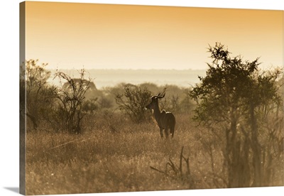Savanna Landscape and Kudu at Sunset