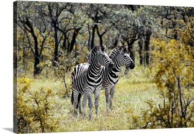 Two Burchell's Zebra