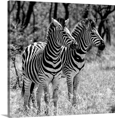 Two Burchell's Zebras Black and White