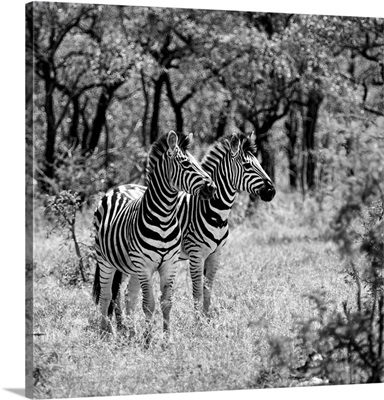 Two Common Zebras Black and White