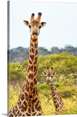 Two Giraffes XI