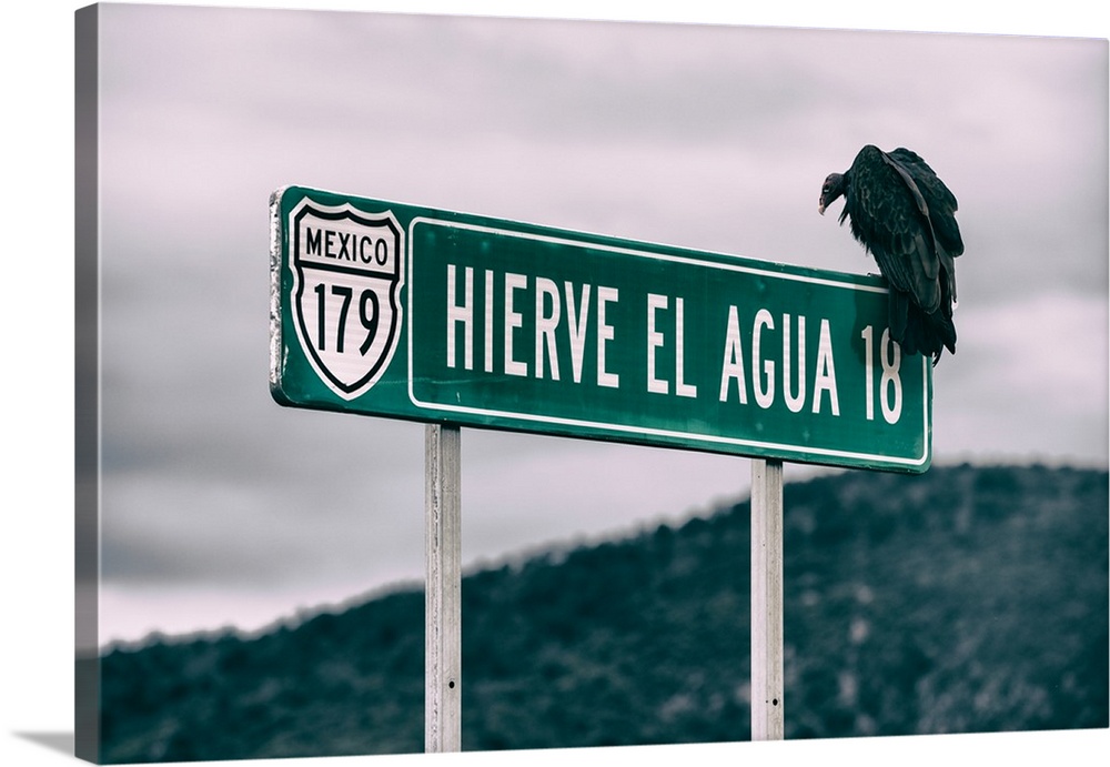 Photograph of a vulture perched on a street sign in Mexico. From the Viva Mexico Collection.