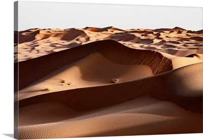 Wild Sand Dunes - Desert Sunshine