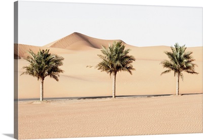 Wild Sand Dunes - Palm Trees