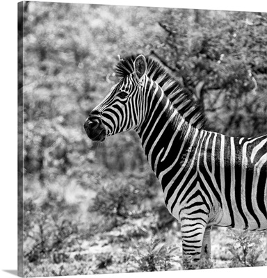 Zebra Portrait Black and White
