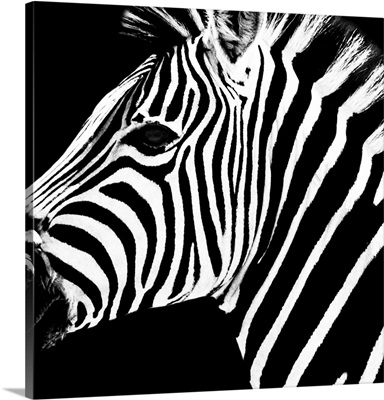 Zebra Portrait Black Edition