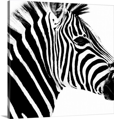 Zebra Portrait White Edition