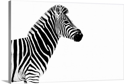 Zebra White Edition