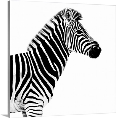 Zebra White Edition II