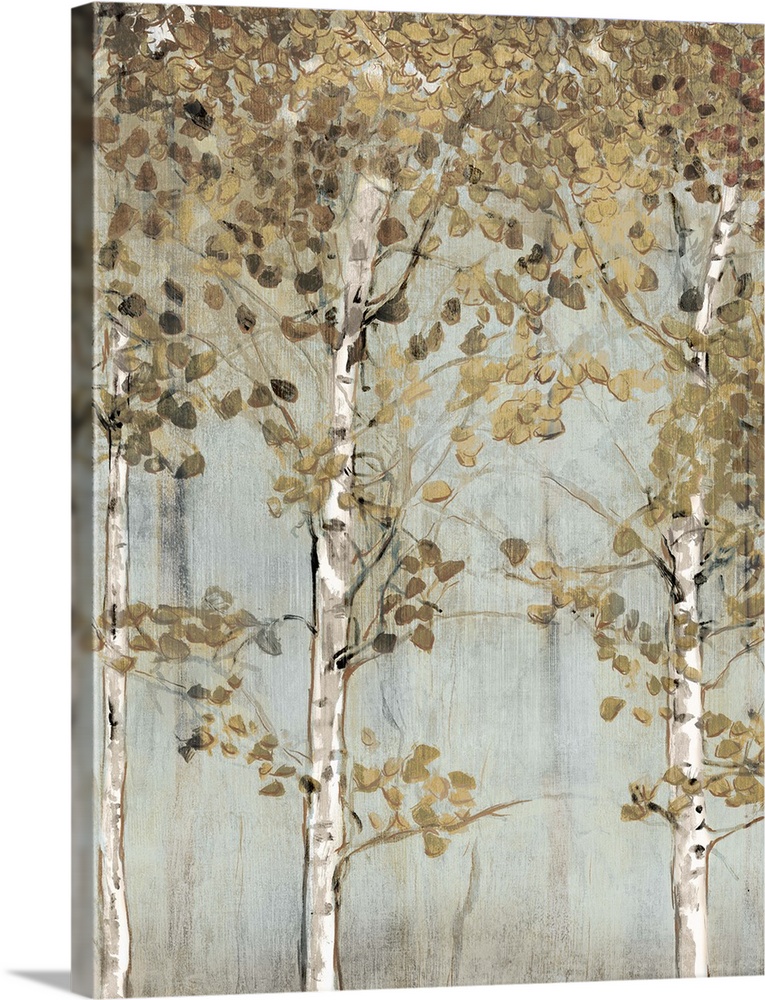 Forest with white birch trees with brown and gold leaves.