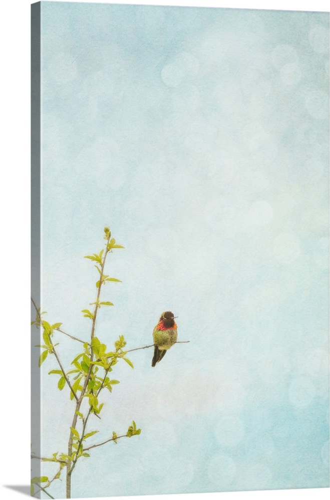 Texture layered photograph of an Anna's Hummingbird sitting on a branch.