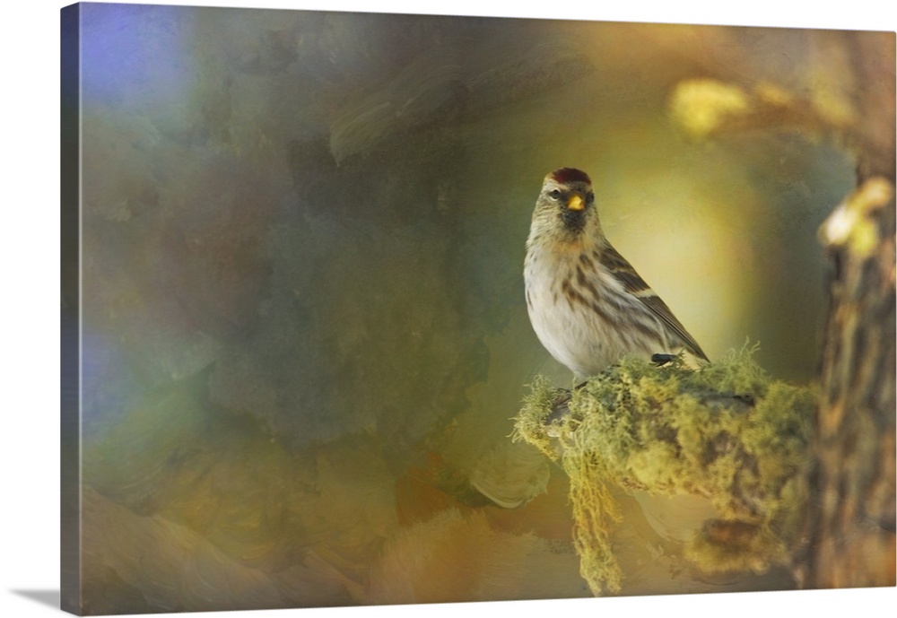 An Arctic Redpoll perched on the mossy trunk of a tree in golden light.