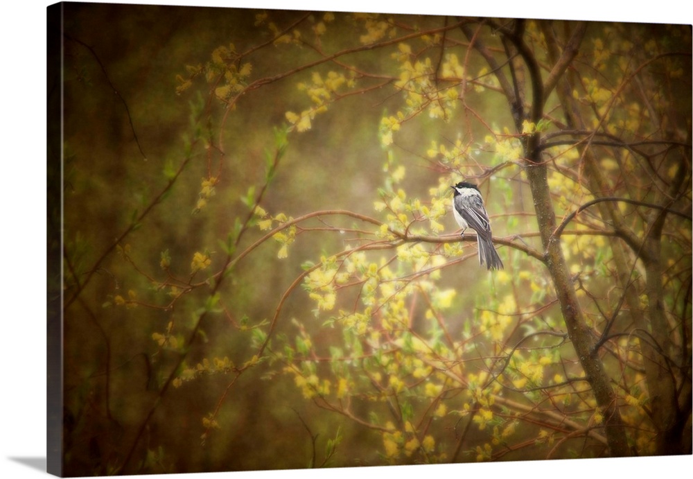 A cold wet chickadee sits on a branch of a blossoming willow tree during a spring rain storm. Fine art pictorialist photog...