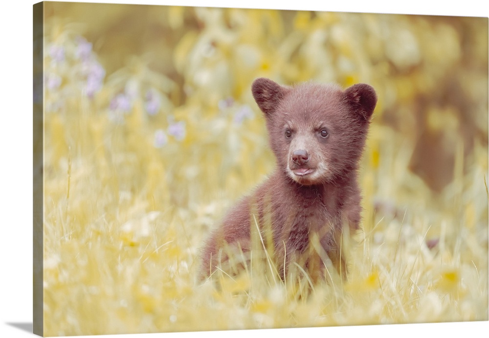 A black bear cub in a meadow.