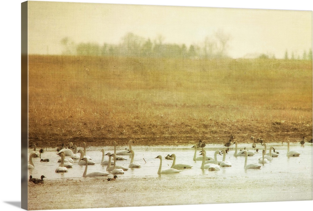 A large group of Tundra Swans swimming in a pond in an empty field.