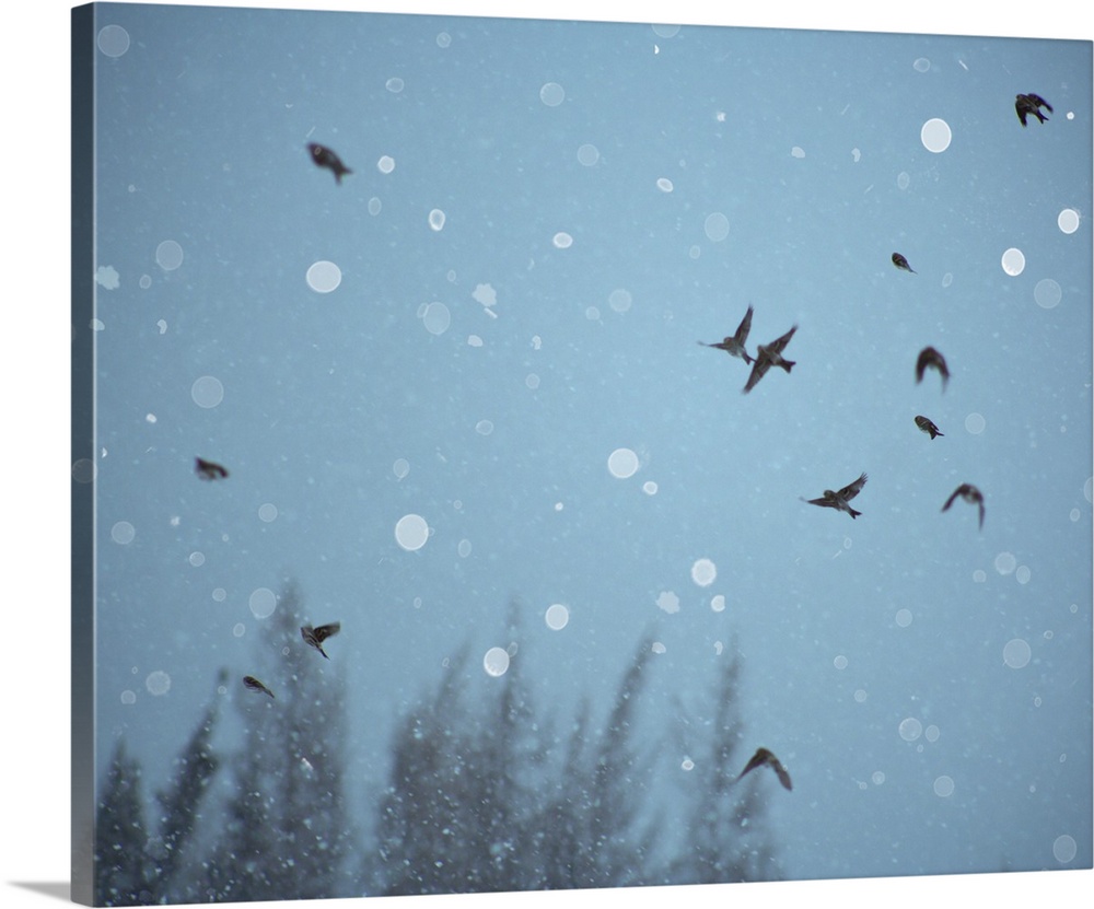 A flock of birds flying in the sky among falling snow.