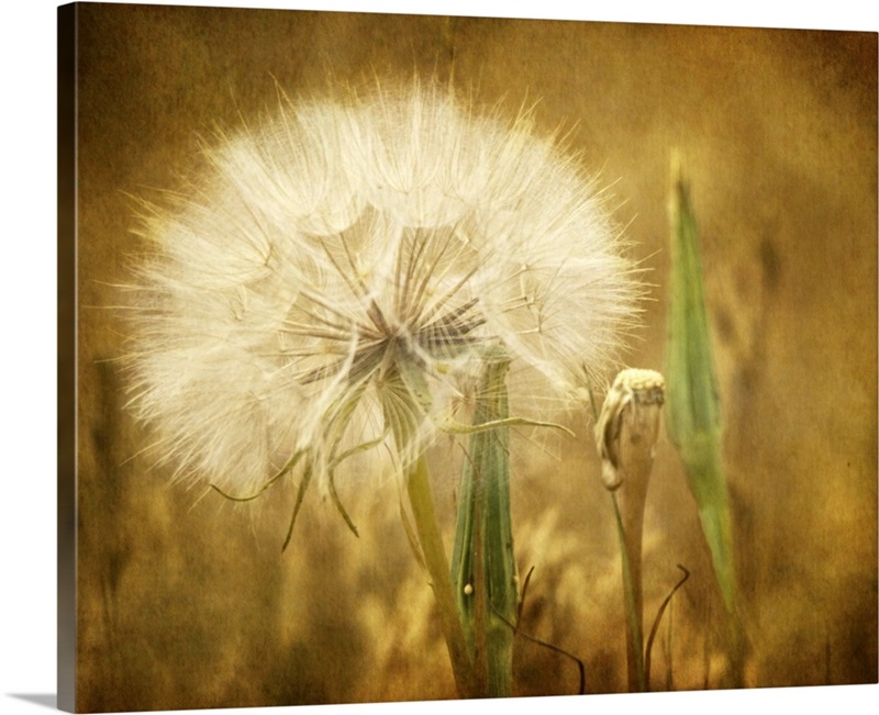 Dandelion Seed Wall Art, Canvas Prints, Framed Prints, Wall Peels