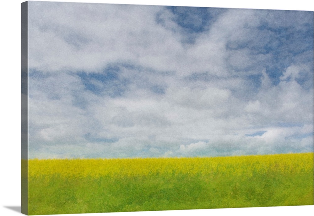 Pictorialist photo of a pretty canola crop ripening under a cloudy prairie sky.