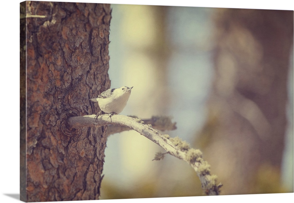 A tiny White-breasted Nuthatch on a tree branch in soft golden light.