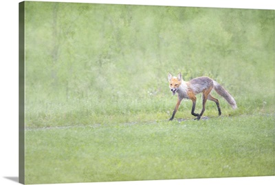 Fox In The Rain