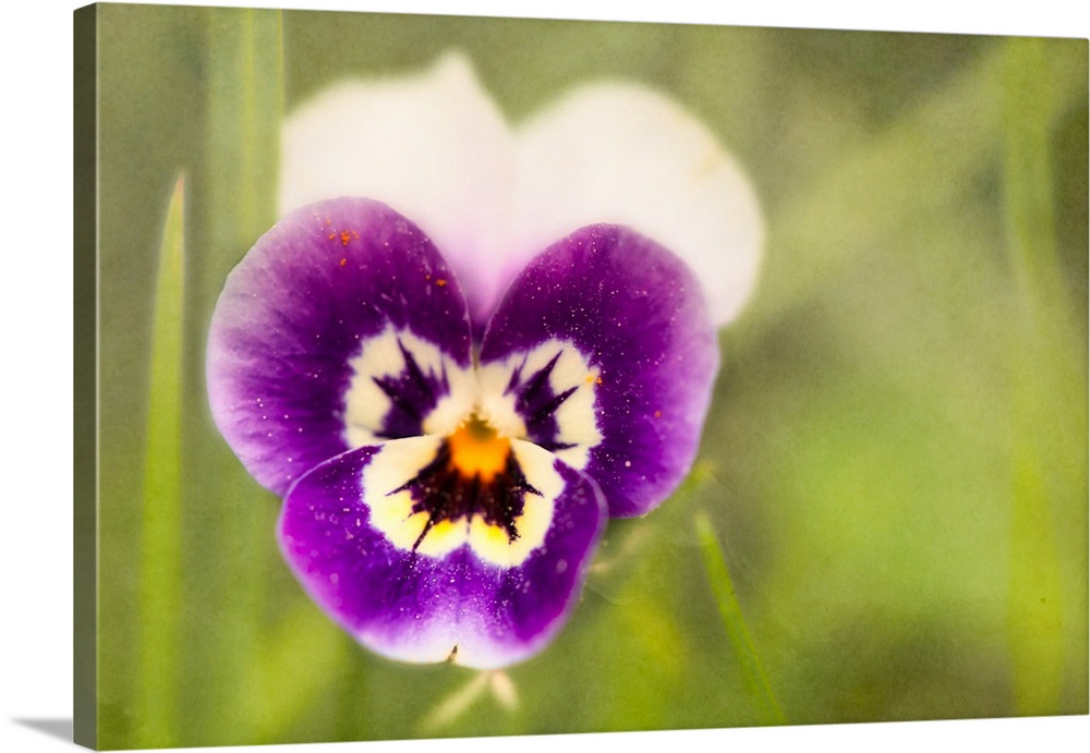 A close-up photo of a pansy against of blurry green background.