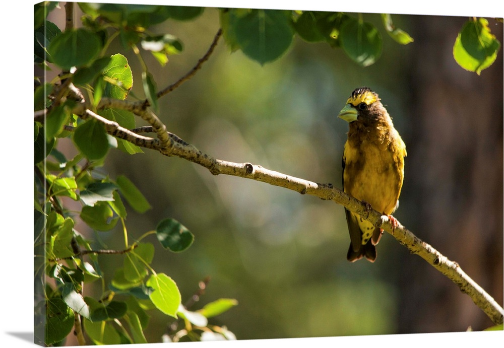 A photo of a yellow bird perched on a branch with green leaves on the left hand side.