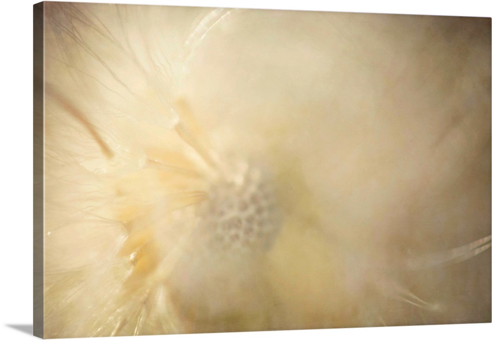 A pretty pictorialism macro photograph of a soft, fluffy, dandielion seed head.